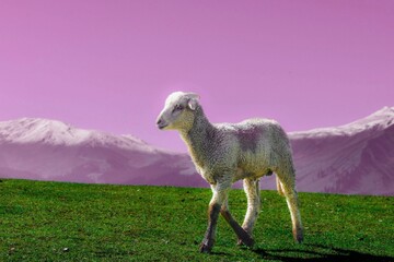 In the heart of Jammu and Kashmir, a radiant lamb basks in golden sunlight, embodying simplicity...