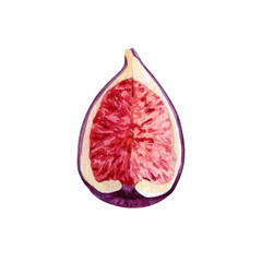 Watercolor figs clipart Illustration
