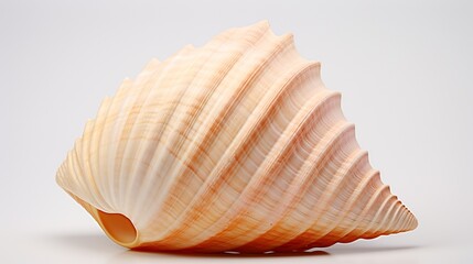 sea ​​shell isolated on white beautiful shiny pearly nautilus shell (nautilus pompilius)