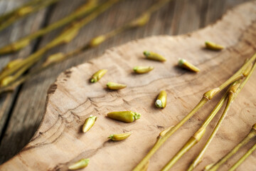 Young willow buds and branches with bark harvested in late winter - ingredient for gemmotherapy...