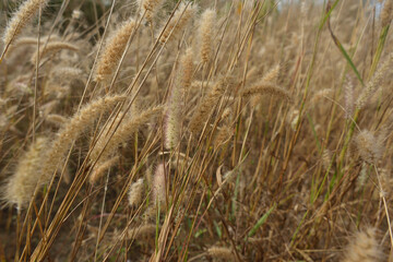 Buffelgrass | Cenchrus ciliaris 