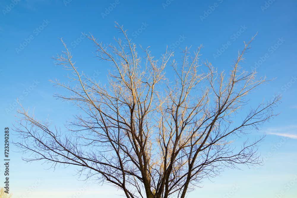 Poster Leafless tree in a public park