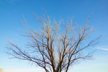 Fototapeta na wymiar Leafless tree in a public park