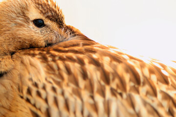 Close-up of bar tailed godwit during Asturian migration