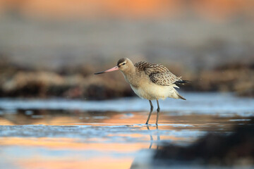 Bar tailed godwit during migratory passage in Asturias