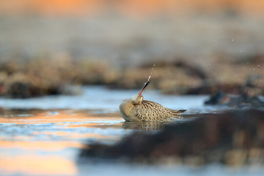 Bar tailed godwit foraging on the Asturias coast