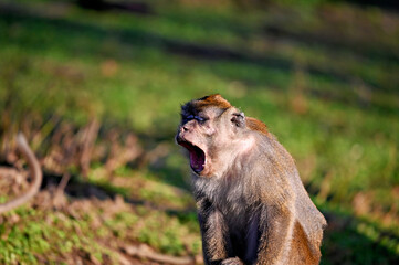 Yawning cynomolgus monkey. Javanese monkey