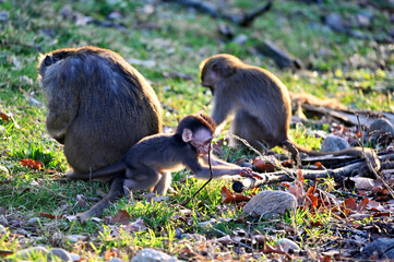 Curious Javanese monkey baby plays with some sticks and stones. Mother and sibling are in the background