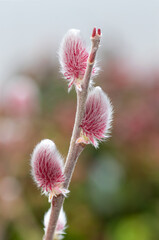 Willow mount aso  (Salix gracilistyla Mount Aso) 
japanese pink pussy willow