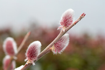 Willow mount aso  (Salix gracilistyla Mount Aso) 
japanese pink pussy willow