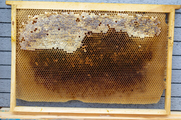 Honeycomb frame for a beehive