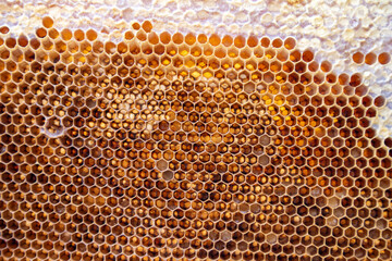 Honeycomb with beeswax and honey bees