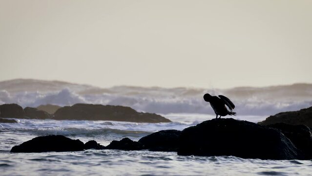 Cormorant with wings open on the coastline 