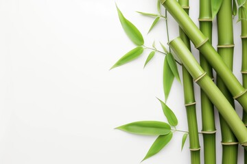 Fototapeta na wymiar Green bamboo on white background