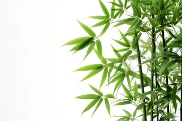 Fototapeta na wymiar Green bamboo on white background
