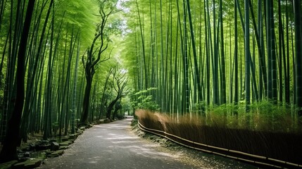 Beautiful landscape of bamboo grove in the forest at arashiyama kyoto