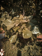 leaves on the ground