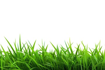 Obraz premium Green grass isolated on white background. Natural spring background.