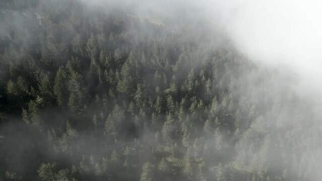 Aerial footage over the trees covered by mist in the mountain forest nature. This nature landscape aerial shot is made with a dji mini 3 pro in Olympus mountains, Greece, with a mist starting to cover