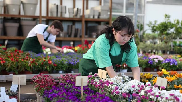 Skilled interested young salesgirl preparing for sale potted garden plants on display staging in store, inspecting flowering evergreen iberis . High quality 4k footage