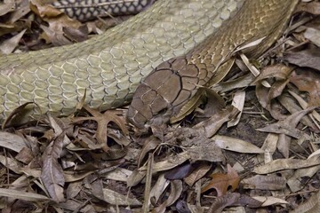 Snake camouflaged amongst the leaves