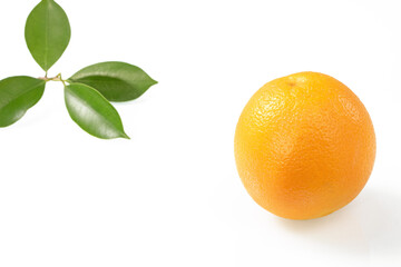 Orange tree branch and bright orange fruit mirrored on white surface