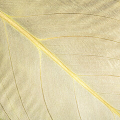 Close-up top view of leaf epidermis structure for botanical study and education
