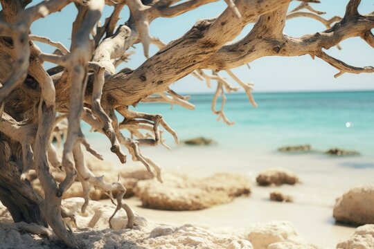 A close-up view of a tree standing alone on a sandy beach. This image can be used to capture the peacefulness and serenity of a coastal landscape