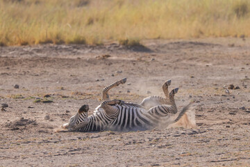 Fototapeta na wymiar a zebra rolls in the dust of Amboseli NP