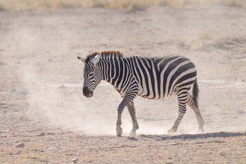 Fototapeta na wymiar a zebra walks in the dust of Amboseli NP