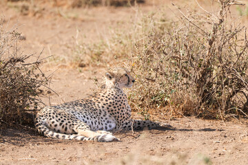 a cheetah lies on the ground of Amboseli NP