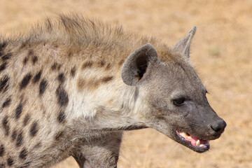 a single hyena in the dry savannah of Amboseli NP