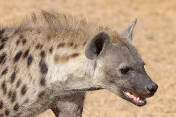 Tuinposter a single hyena in the dry savannah of Amboseli NP © Marcel