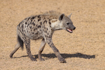 one single hyena in Amboseli NP