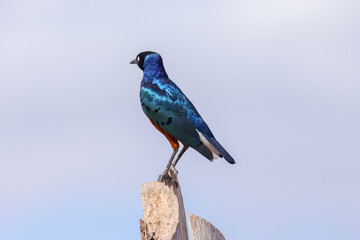a blue eared starling on a wooden fence