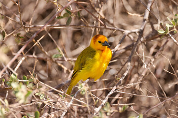 taveta golden weaver bird in Amboseli NP