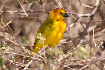taveta golden weaver bird in Amboseli NP