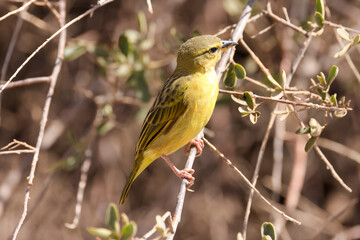 yellow weaver bird in Amboseli NP