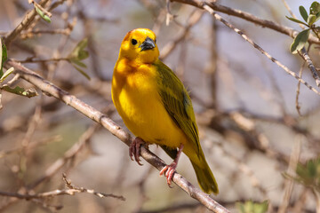 a taveta golden weaver bird in Amboseli NP