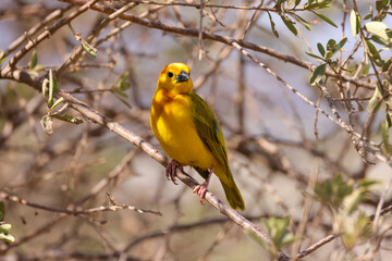 taveta golden weaver bird in Amboseli NP