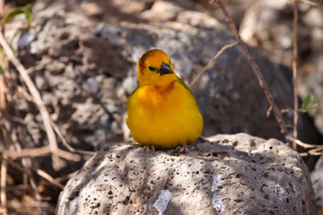taveta golden weaver bird in Amboseli NP