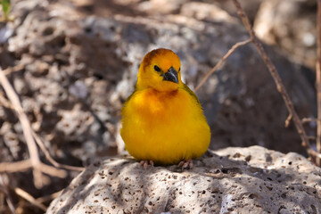 a taveta golden weaver bird in Amboseli NP