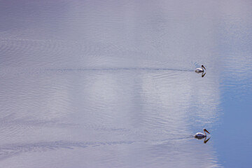 high angle view of two swimming pelicans in a lake of Amboseli NP