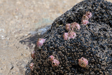 Pink barnacles, Riambel Beach, Mauritius