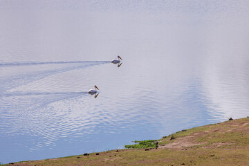 high angle view of two swimming pelicans in a lake of Amboseli NP