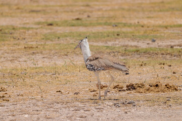 a single kori bustard bird in the savannah of Amboseli NP