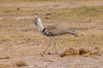 a single kori bustard bird in the savannah of Amboseli NP