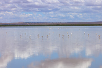 birds lake lanscape with cloud sky reflections in Amboseli NP