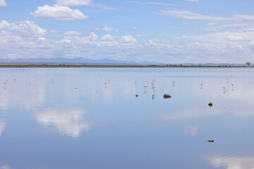 birds lake lanscape with cloud sky reflections in Amboseli NP