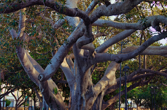 Detailed view of tree trunk of old Ficus tree in city park in Trapani, Sicily. Ficus macrophylla, commonly known as the Moreton Bay fig or Australian banyan